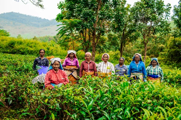 Harvesting tea thumbnail