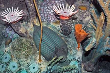 The first hard-shelled animals, like the trilobite at center, needed a lot of oxygen to move around and make a living.