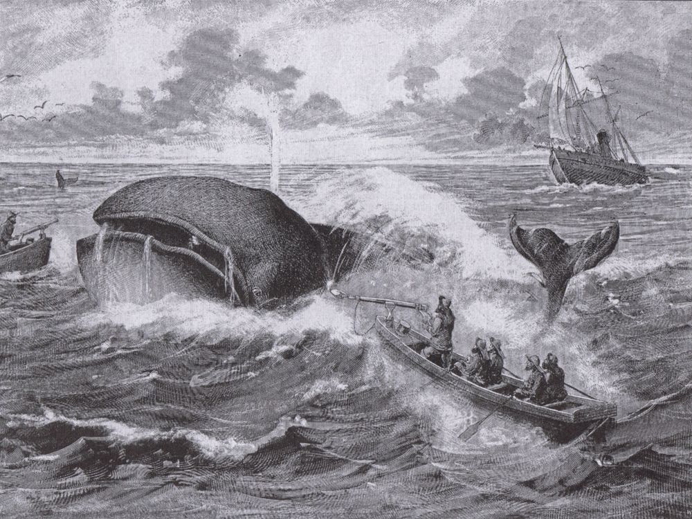 Sailors on boats hunt a whale in 18th century painting.