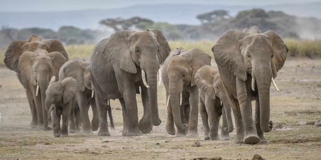 Elephant Herd In Amboseli 