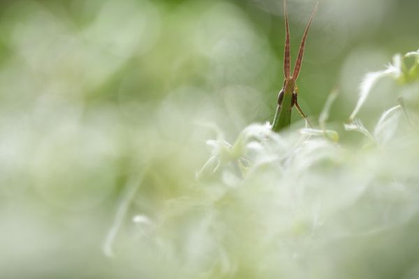 Cogito ergo sum thumbnail