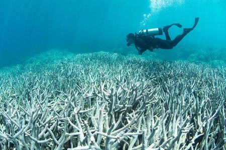 A diver swims over a bleached section of the Great Barrier Reef near Heron Island.