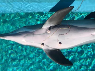 A male bottlenose dolphin used in the study, seen here with electrocardiogram suction cups attached to monitor its heart rate.

