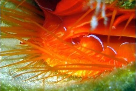 The rim of white light emanating from the disco clam's lips in this image seems to be its best defense against a predator.  
