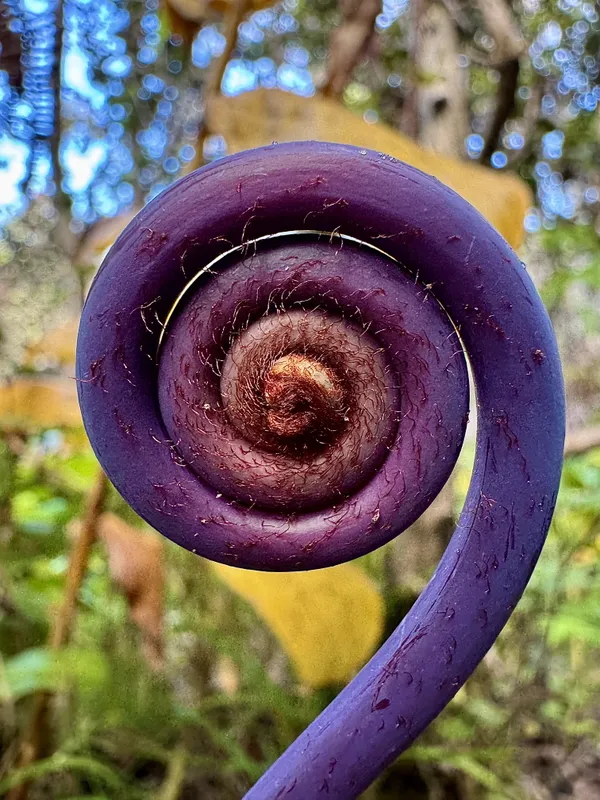 Curly Fern thumbnail