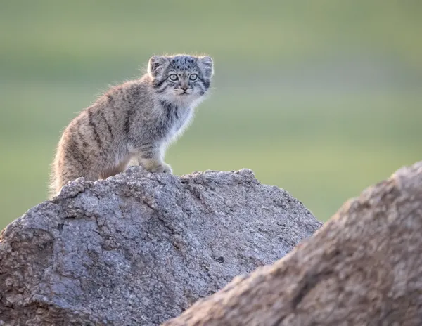 Pallas's Kitten on the Rocks thumbnail