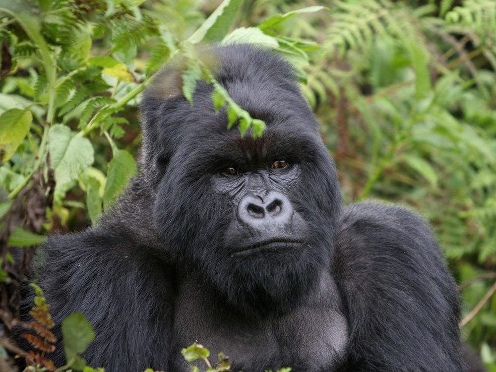 A close photo of a mountain gorilla's face. 