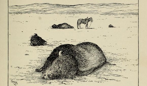 After L. A. Huffman, “A Dead Bull” from William T. Hornaday, “The Extermination of the American Bison, with a Sketch of Its Discovery and Life History,” Annual Report of the Smithsonian Institution for the Year Ending June 30, 1887, part 2 (1889): pl. IX.  