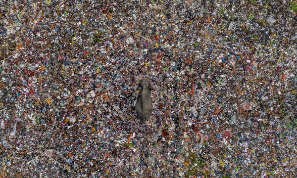 Surrounded by Our Waste thumbnail