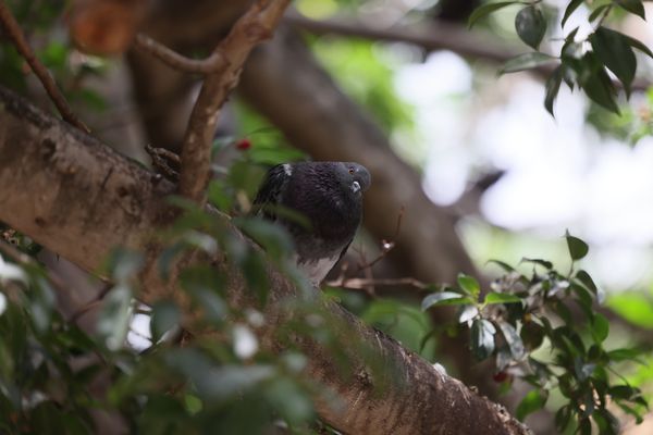 Pigeon puffs up to peer down thumbnail