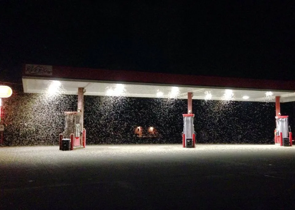 mayflies