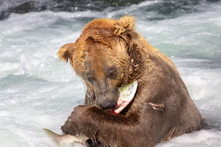 480 Otis, a beloved brown bear made popular by the Explore.org bear cams of Alaska&rsquo;s Katmai National Park and Preserve, hunts for salmon at a popular bear fishing spot known as &ldquo;the jacuzzi&rdquo; on July 20, 2014.