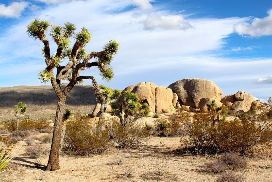 In 'a Huge Victory,' California's Joshua Tree Becomes the ...