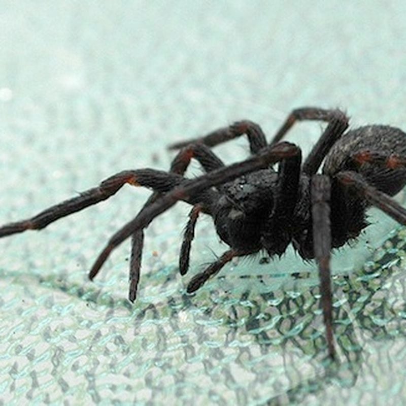 If You Must Kill That Spider, The Best Way Is To Freeze It | Smart