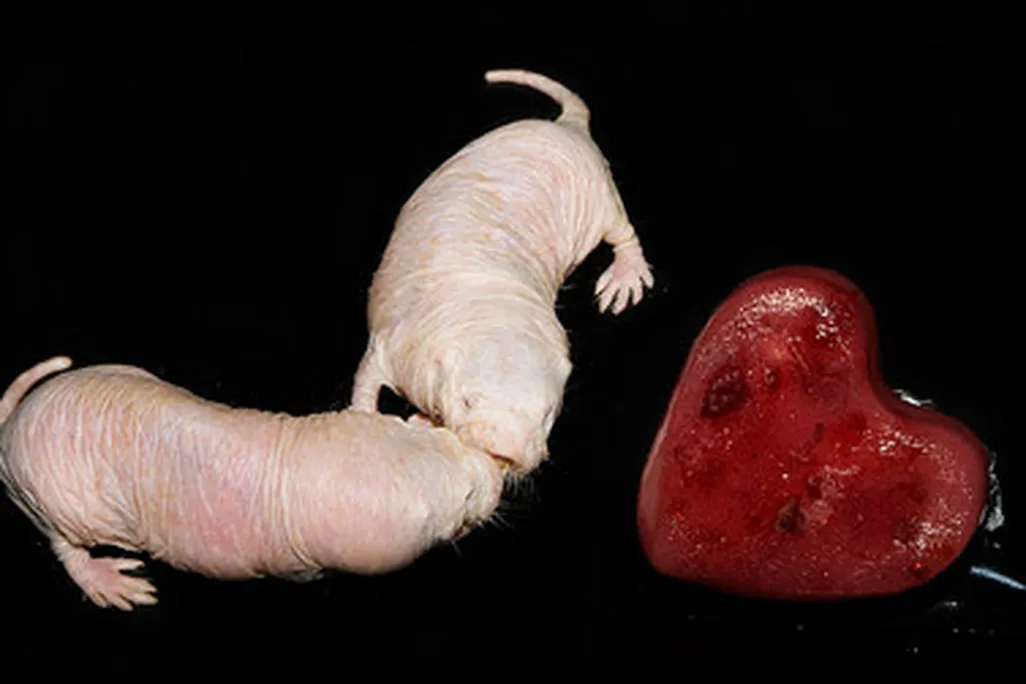 Naked mole rats from the Smithsonian Institution's National Zoo