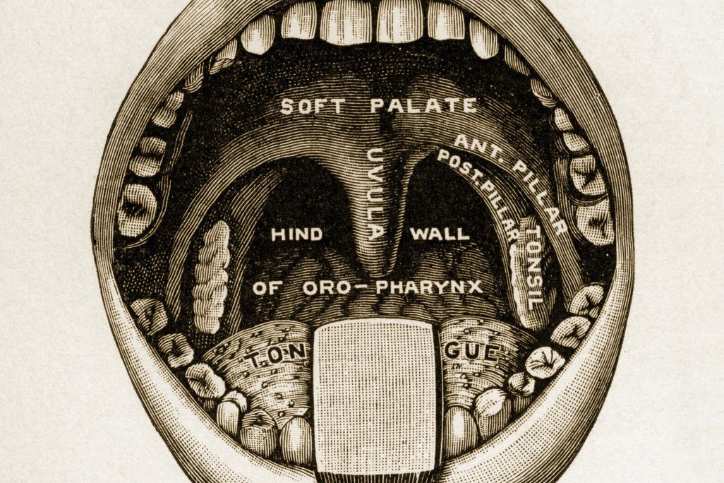 uvula
