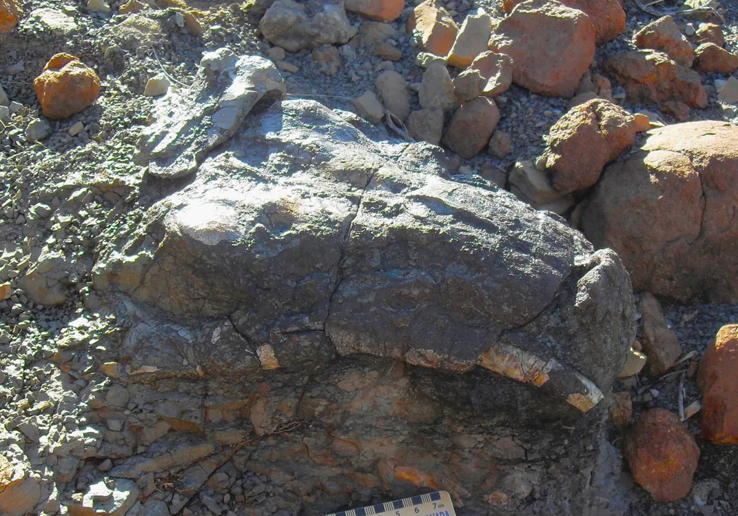 an animal skull fossil in the ground with tusks broken off just past the nose