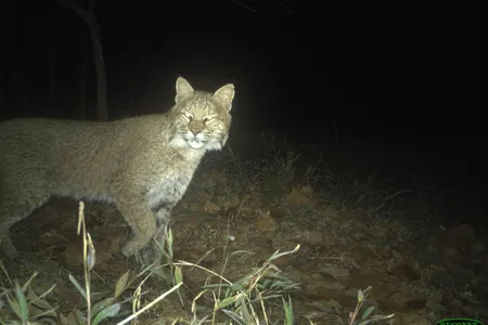 A wildlife camera trap caught five shots of this bobcat walking by the C&O Canal in Washington, D.C. 