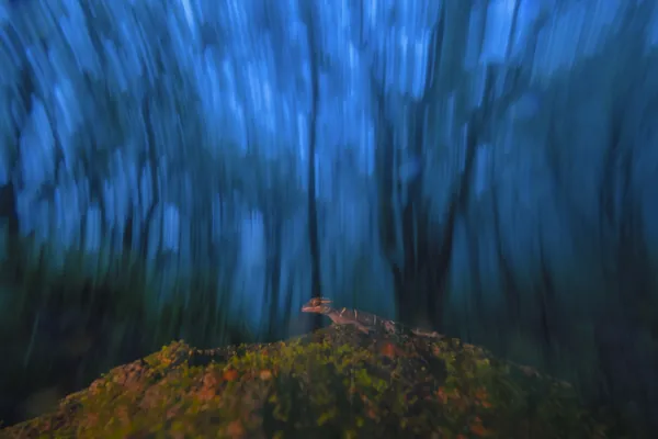 The Silent Observer thumbnail