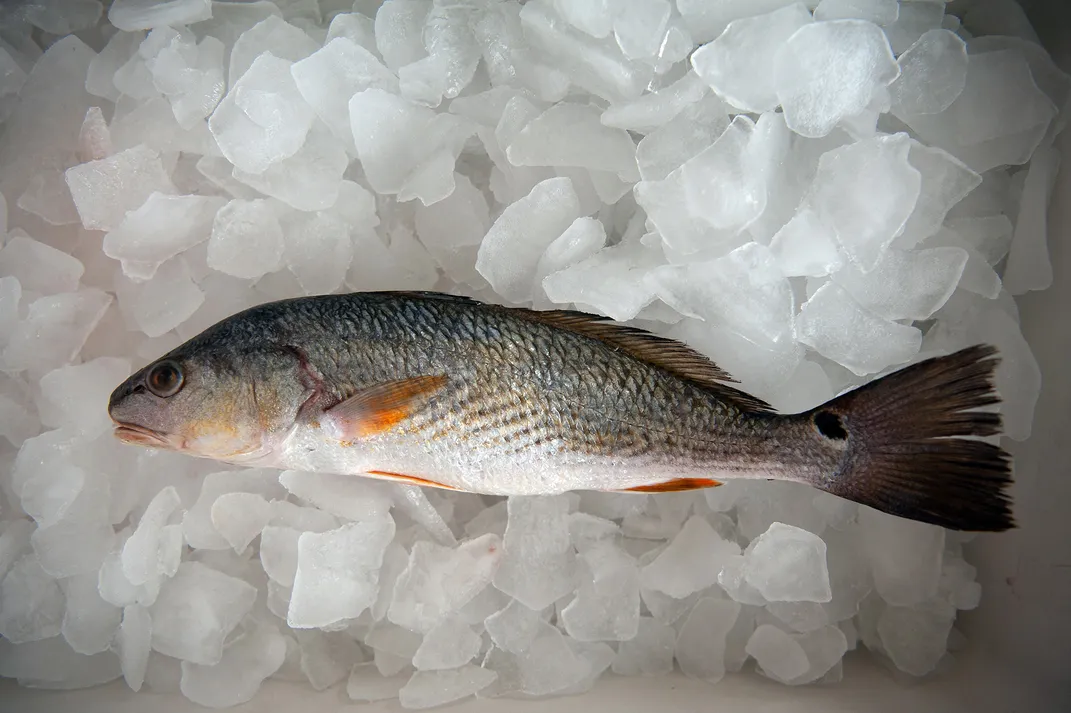 A farm-raised redfish chills at an open-air market in New Orleans, Louisiana.