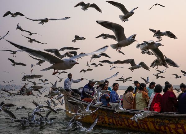 Seagulls of the Ganges River thumbnail