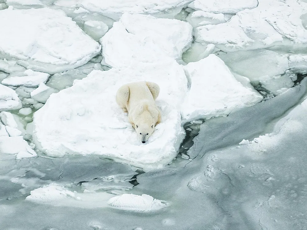 OPENER - polar bear on sea ice