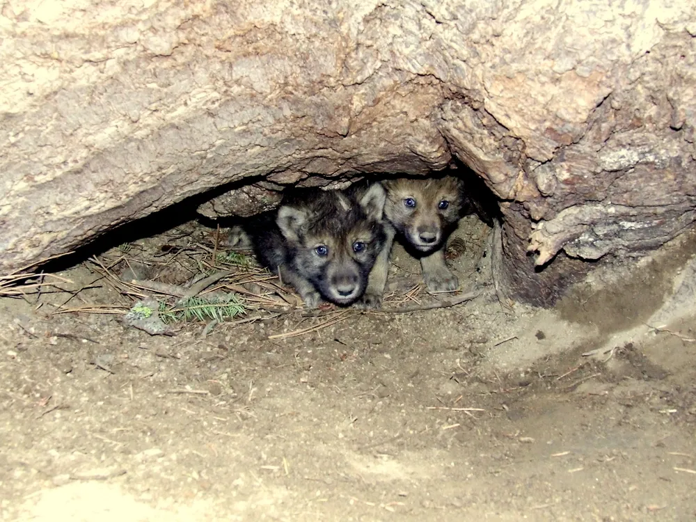 gray wolf pups