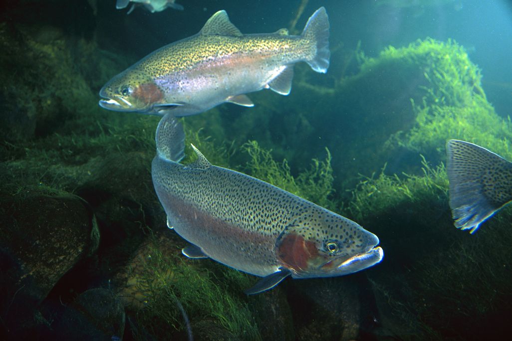 rainbow trout