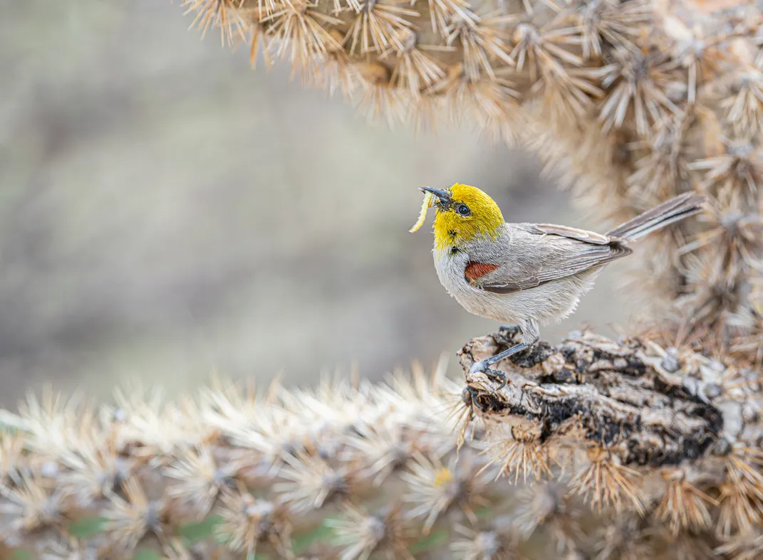 A gray bird with a yellow head and a small rust-colored patch on its wing stands in profile on a broken cactus branch that’s white, brown, and green. The bird carries a pale green caterpillar in its bill.