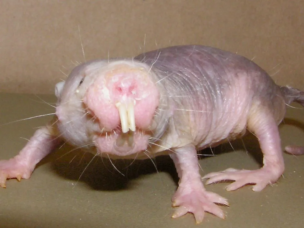 mole-rat.jpg