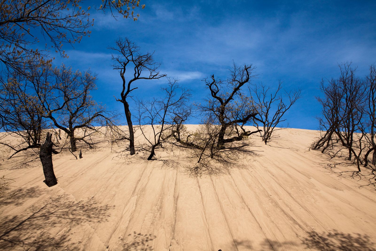 The Mystery of Why This Dangerous Sand Dune Swallowed a Boy, Science
