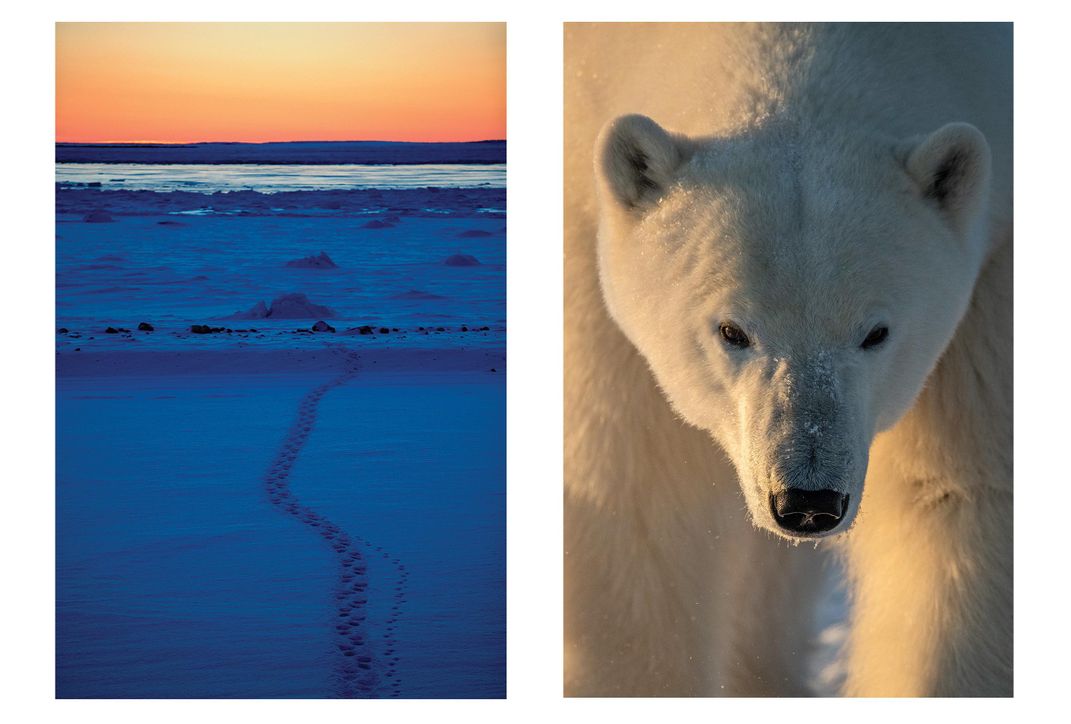 Polar Bear and Landscape Diptych