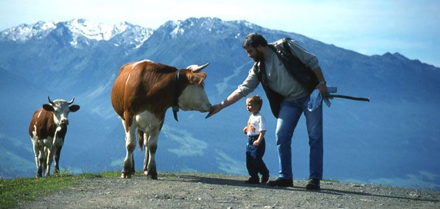 Cows in the Alps