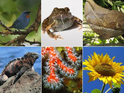 From top left, clockwise: male orangequit; female tungara frog; purple mort bleu butterfly; sunflower; red coral; Galapagos marine iguana
