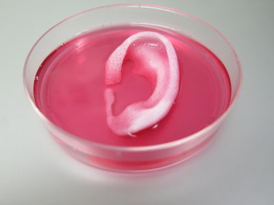 Scientists used an an integrated tissue-organ printer, or ITOP, to create this ear. 