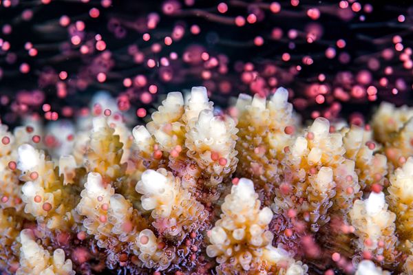 Underwater Colorful Snowstorm: Coral Spawning thumbnail