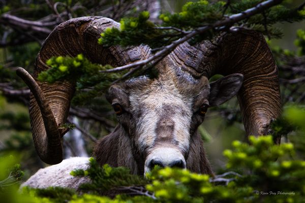 Stare Down with a big Horn Sheep thumbnail