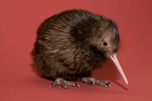 National Zoo's Baby Kiwi Gets a Name | At the Smithsonian| Smithsonian  Magazine