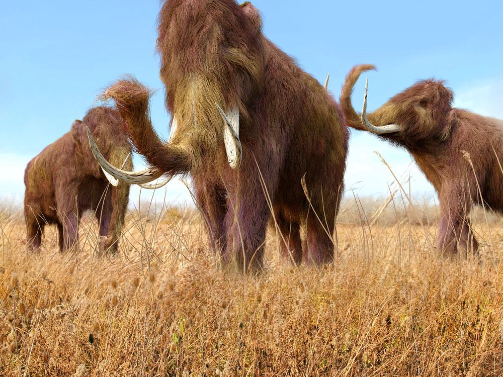 Woolly mammoths