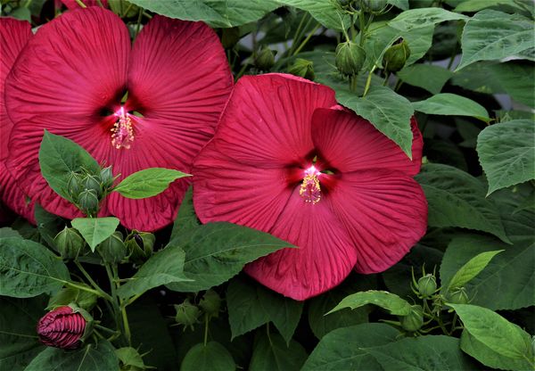 Huge, red and showy hibiscus flowers in my garden. thumbnail