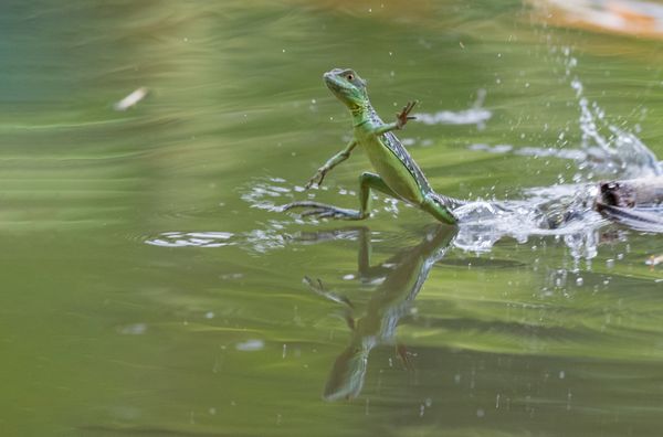 Lizard running on water thumbnail
