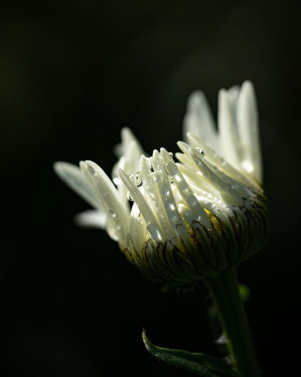 Dew drops on a daisy thumbnail