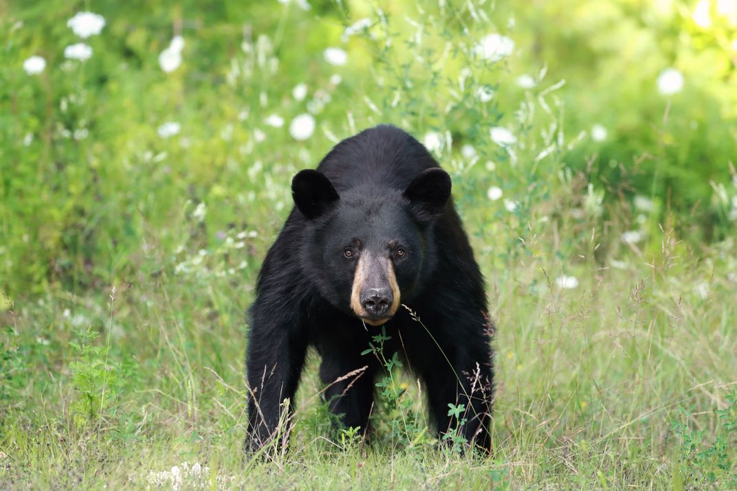 Wild Black Bear in Ontario, Canada. | Smithsonian Photo Contest ...