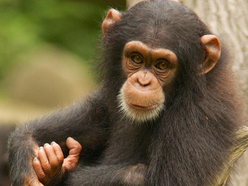 chimpanzees in captivity