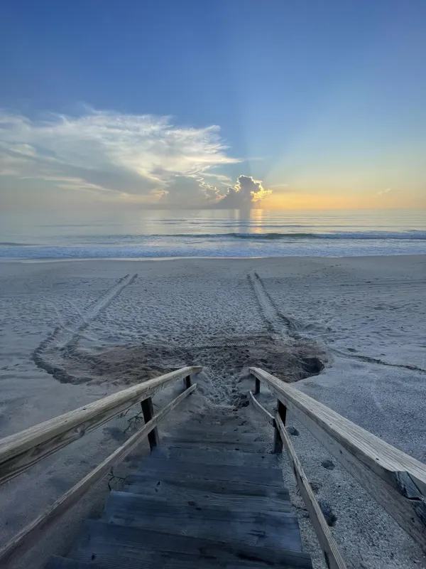 Sea Turtle Tracks in Florida thumbnail