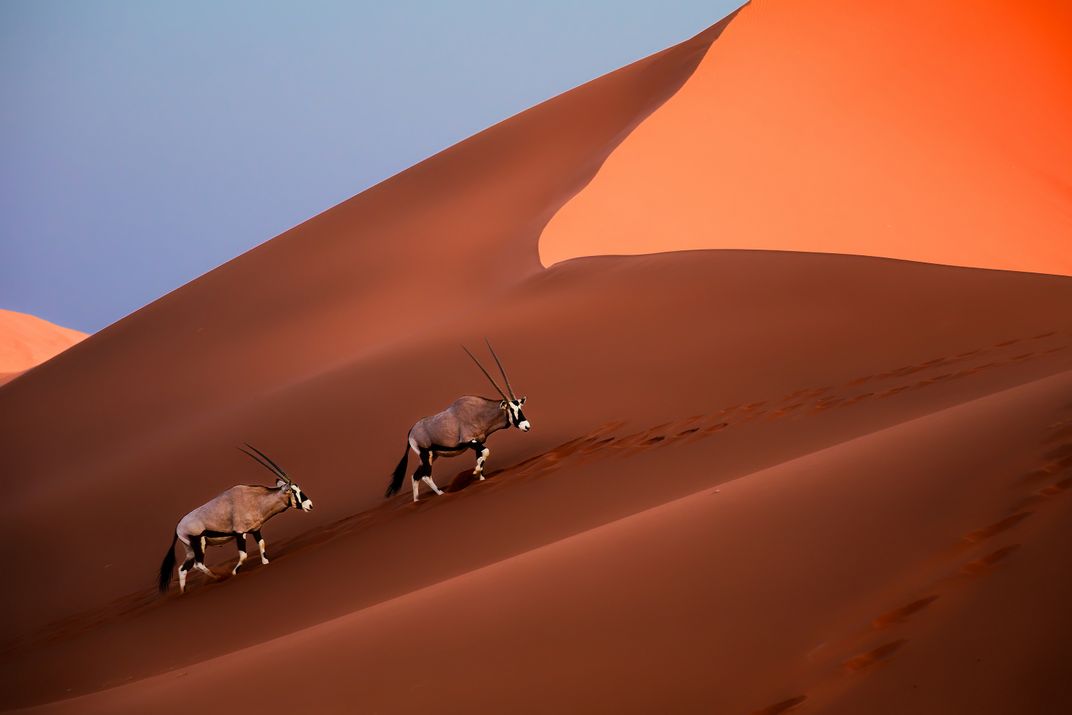 Wildlife amid the desert dunes, Namibia