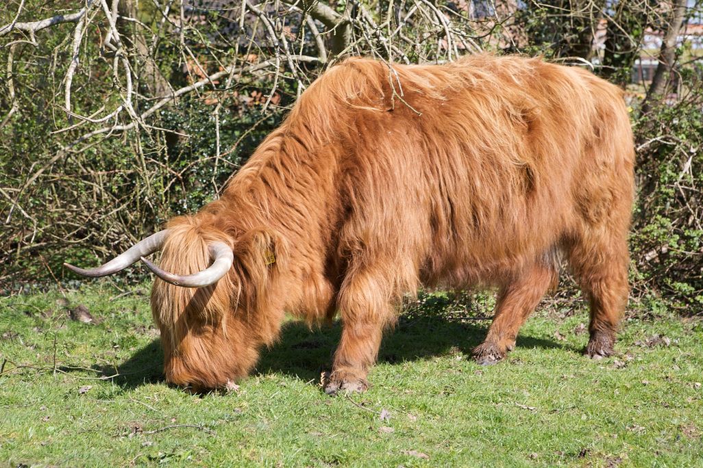 The introduction of cows changed the diet of ancient Britons