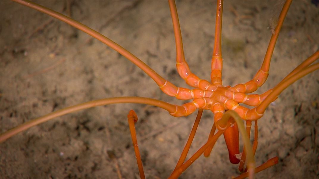 NOAA Sea Spider