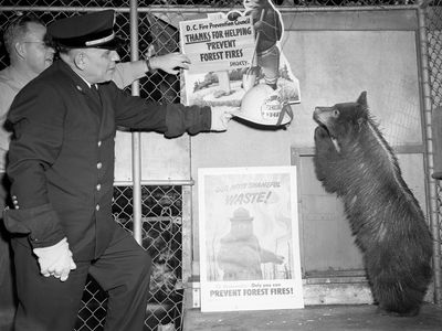 Smokey the bear being given a fire helmet by Washington Fire Departments’ deputy fire chief, M.H. Sutton in 1950