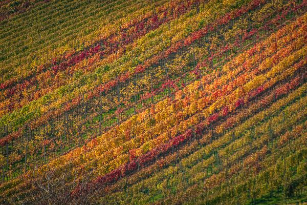 Autumn in vineyard thumbnail